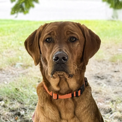 A headshot of Daphne, the mascot at Ager Chiropractic Wellness Center
