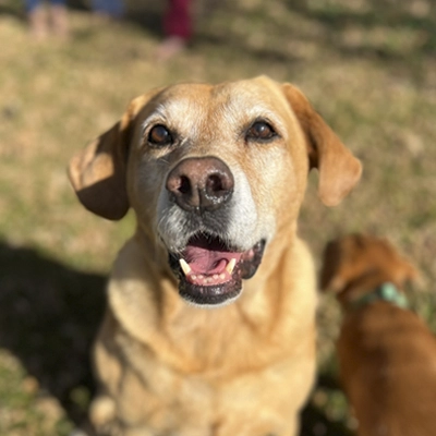 A headshot of Tikka, the mascot at Ager Chiropractic Wellness Center